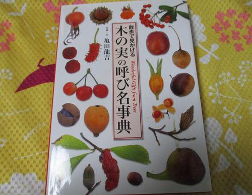 枯菊 枯菊