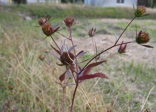 草の実 草の実