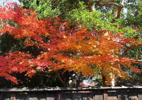 冬紅葉 冬紅葉