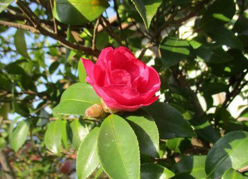 山茶花 山茶花