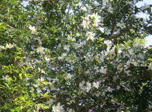 山茶花 山茶花