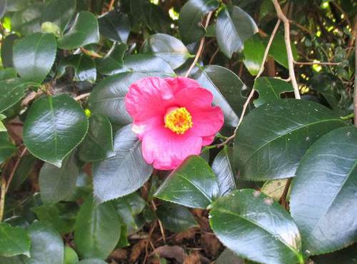 山茶花 山茶花