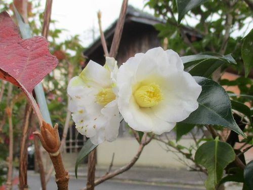 侘助 侘助