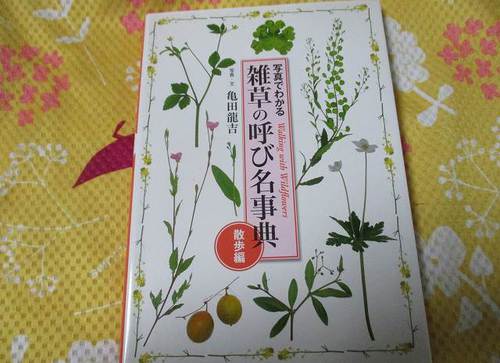 枯菊 枯菊