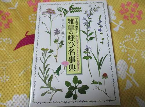 枯菊 枯菊