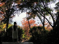 空中散歩で秋を満喫！八幡山ロープウェー