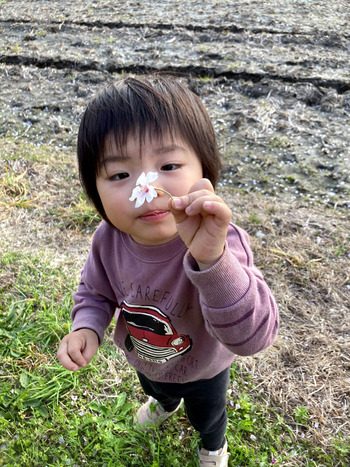 バラの美しい季節です