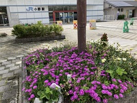 小野駅前の花壇