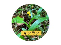真野北NW(5月23日) 真野北NW(5月23日)
