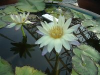 みずの森