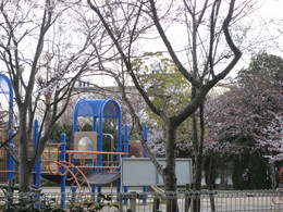 長浜城・豊公園の桜