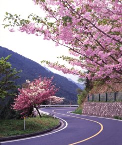 比叡山さくらまつり萌桜会