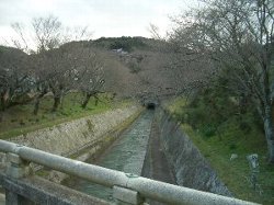 三井寺・琵琶湖疏水の桜