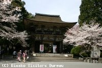 三井寺・琵琶湖疏水の桜