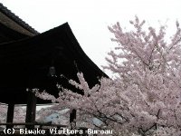 三井寺・琵琶湖疏水の桜