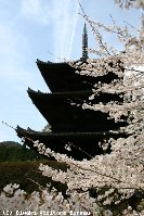 三井寺・琵琶湖疏水の桜