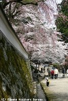 三井寺・琵琶湖疏水の桜