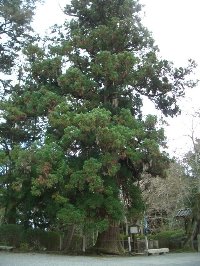 三井寺・琵琶湖疏水の桜