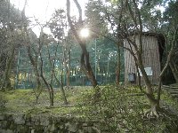 三井寺・琵琶湖疏水の桜