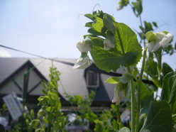 ROCK BAY GARDEN(ロックベイガーデン)