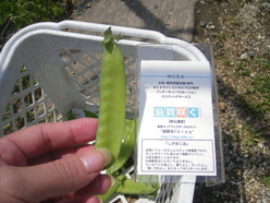 ROCK BAY GARDEN(ロックベイガーデン)