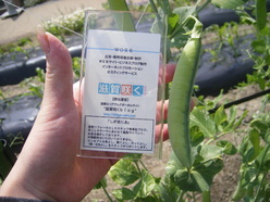 ROCK BAY GARDEN(ロックベイガーデン)