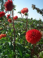 日野ダリア園
