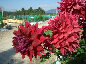 日野ダリア園