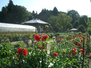 日野ダリア園