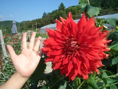 日野ダリア園