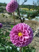 日野ダリア園