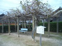 中江藤樹と安曇川