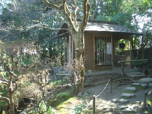 坂本盆梅展
