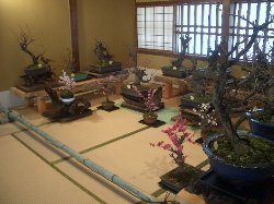 坂本盆梅展