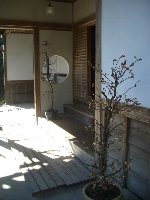 坂本盆梅展