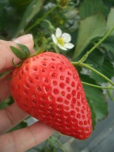 いちご園 フェリーチェ