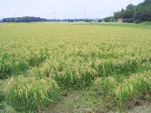 農高育ち