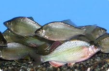 8月26日 「親子で楽しむ雑魚捕り体験教室」 開催です!!