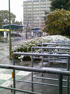 雪降ってました。