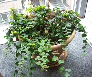 大阪店の植物~