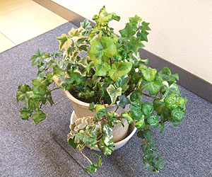 大阪店の植物~