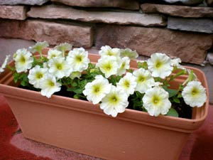 お花を植えました