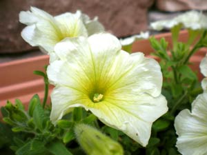 お花を植えました