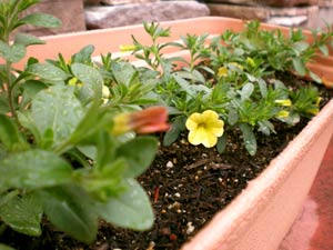 お花を植えました