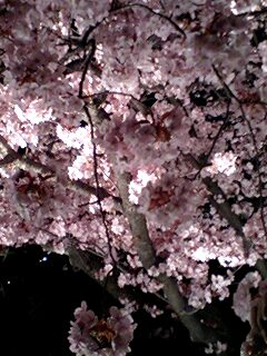二条城の夜桜