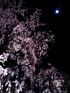 二条城の夜桜