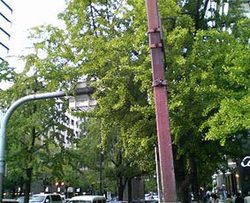 銀杏