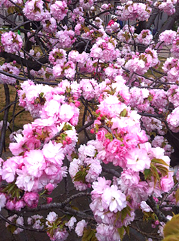 初花凛々