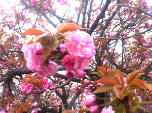 初花凛々