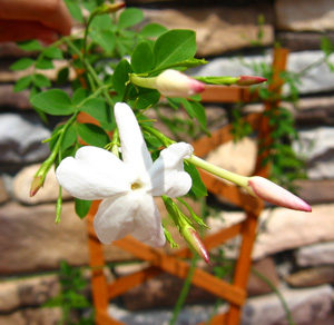 お花2